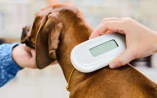 Dog Microchipping: Everything Dog Owners Need to Know to Keep Their Dog Safe