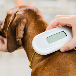 Dog Microchipping: Everything Dog Owners Need to Know to Keep Their Dog Safe