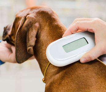 Dog Microchipping: Everything Dog Owners Need to Know to Keep Their Dog Safe