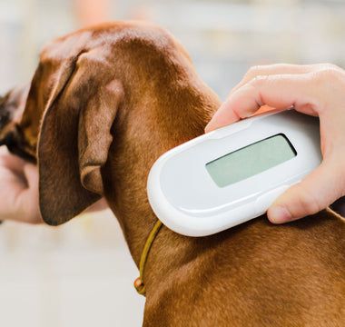 Dog Microchipping: Everything Dog Owners Need to Know to Keep Their Dog Safe