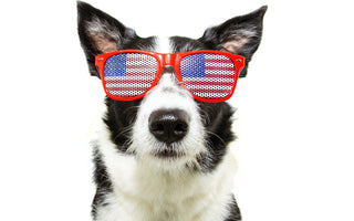 4th of July Safety Tips for Dogs: How to Keep Your Pup Calm, Safe, and Home