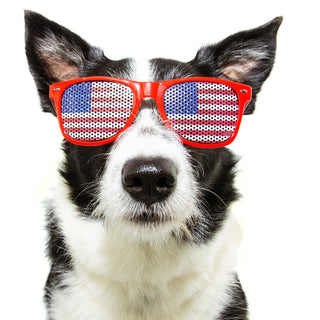 4th of July Safety Tips for Dogs: How to Keep Your Pup Calm, Safe, and Home