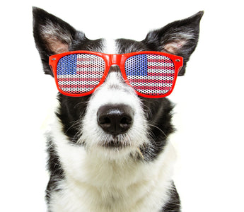 4th of July Safety Tips for Dogs: How to Keep Your Pup Calm, Safe, and Home