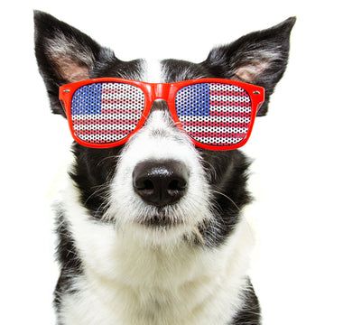 4th of July Safety Tips for Dogs: How to Keep Your Pup Calm, Safe, and Home