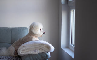 Why Dogs Act Different When Their Owner Is Away
