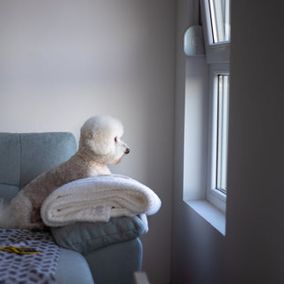 Why Dogs Act Different When Their Owner Is Away