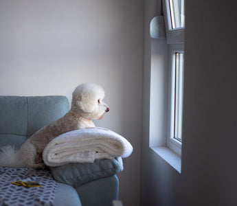 Why Dogs Act Different When Their Owner Is Away