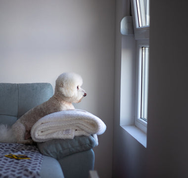 Why Dogs Act Different When Their Owner Is Away