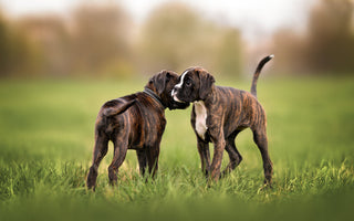 Can an Unvaccinated Puppy Be Around Other Dogs?