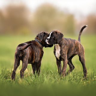 Can an Unvaccinated Puppy Be Around Other Dogs?