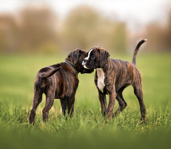 Can an Unvaccinated Puppy Be Around Other Dogs?