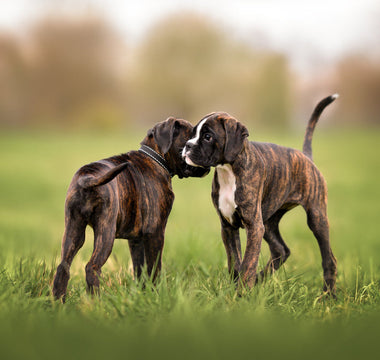 Can an Unvaccinated Puppy Be Around Other Dogs?