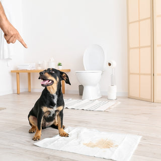 Puppy Potty Training Made Easy: A Step-by-Step Guide