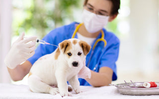 Puppy Vaccination Timeline: What Every Owner Should Know