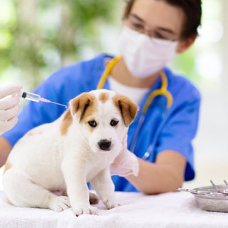 Puppy Vaccination Timeline: What Every Owner Should Know