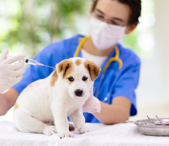 Puppy Vaccination Timeline: What Every Owner Should Know