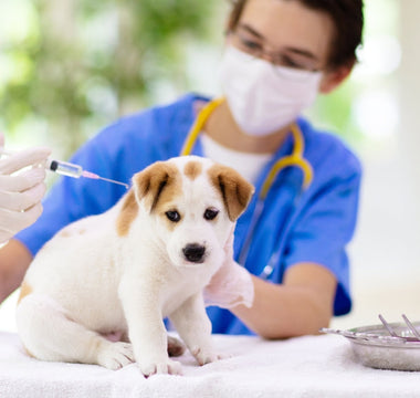 Puppy Vaccination Timeline: What Every Owner Should Know