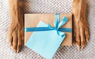 Best Birthday Gifts for Dogs: Ideas for Every Kind of Pup
