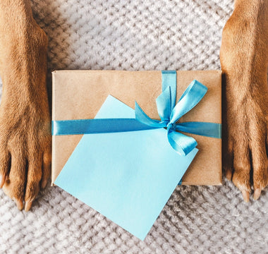 Best Birthday Gifts for Dogs: Ideas for Every Kind of Pup