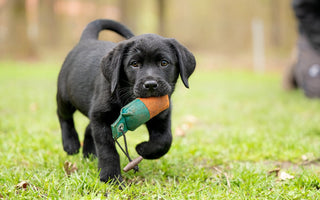 Puppy Toy Safety: How to Choose Safe Toys for Your Puppy