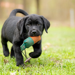 Puppy Toy Safety: How to Choose Safe Toys for Your Puppy