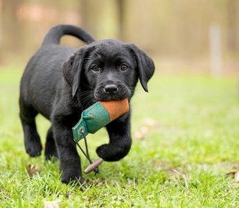 Puppy Toy Safety: How to Choose Safe Toys for Your Puppy