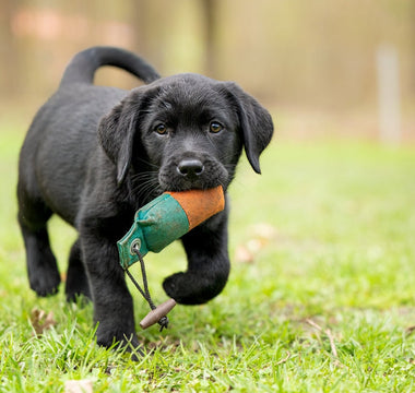 Puppy Toy Safety: How to Choose Safe Toys for Your Puppy