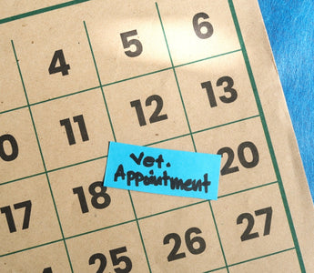 How Often Should a Puppy Go to the Vet?