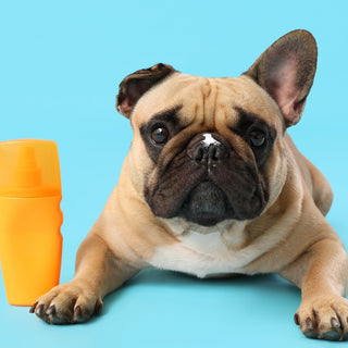 The Importance of Sunscreen for Dogs