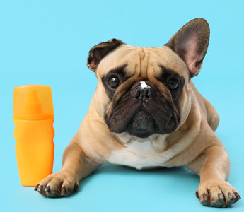 The Importance of Sunscreen for Dogs