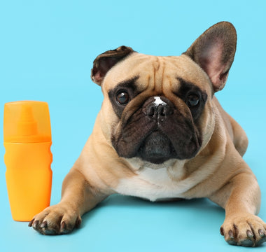 The Importance of Sunscreen for Dogs