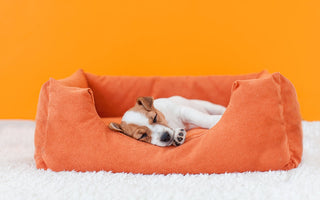 How Much Sleep Do Puppies Need?