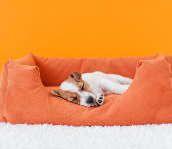 How Much Sleep Do Puppies Need?