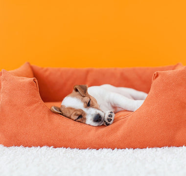 How Much Sleep Do Puppies Need?