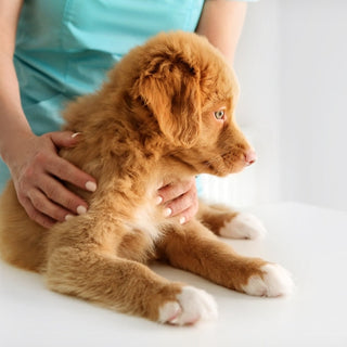 Your Puppy’s First Vet Visit: What to Expect and Bring