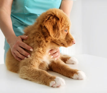 Your Puppy’s First Vet Visit: What to Expect and Bring