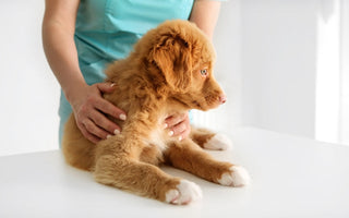 Your Puppy’s First Vet Visit: What to Expect and Bring