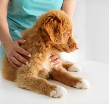 Your Puppy’s First Vet Visit: What to Expect and Bring