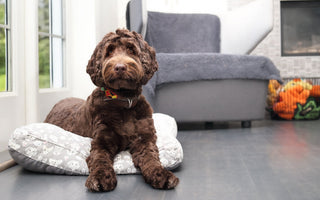 How to Puppy-Proof Your Home: A Room-by-Room Checklist
