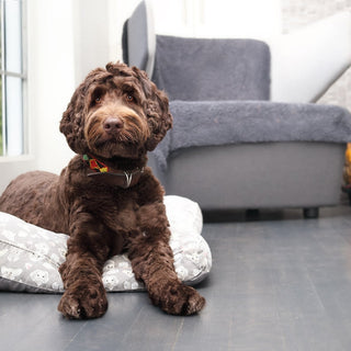 How to Puppy-Proof Your Home: A Room-by-Room Checklist