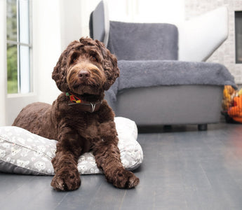 How to Puppy-Proof Your Home: A Room-by-Room Checklist