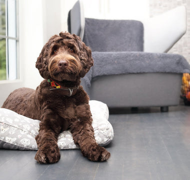 How to Puppy-Proof Your Home: A Room-by-Room Checklist