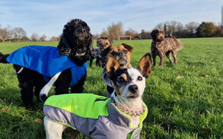 When Can Puppies Go to Dog Parks? A Complete Safety Guide