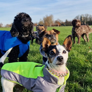 When Can Puppies Go to Dog Parks? A Complete Safety Guide