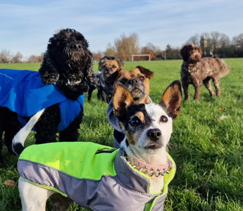 When Can Puppies Go to Dog Parks? A Complete Safety Guide