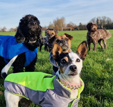 When Can Puppies Go to Dog Parks? A Complete Safety Guide