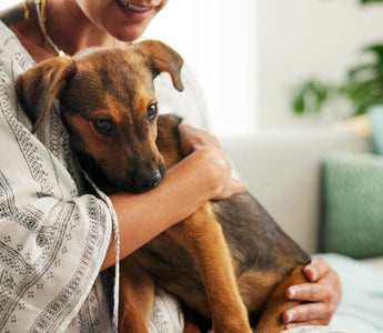 Why Fostering a Dog Saves Lives