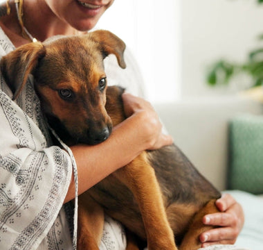 Why Fostering a Dog Saves Lives