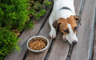 The First 72 Hours With a Rescue Dog: What New Adopters Should Expect