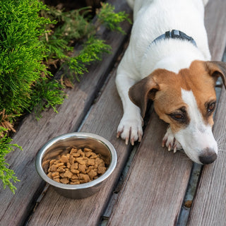 The First 72 Hours With a Rescue Dog: What New Adopters Should Expect